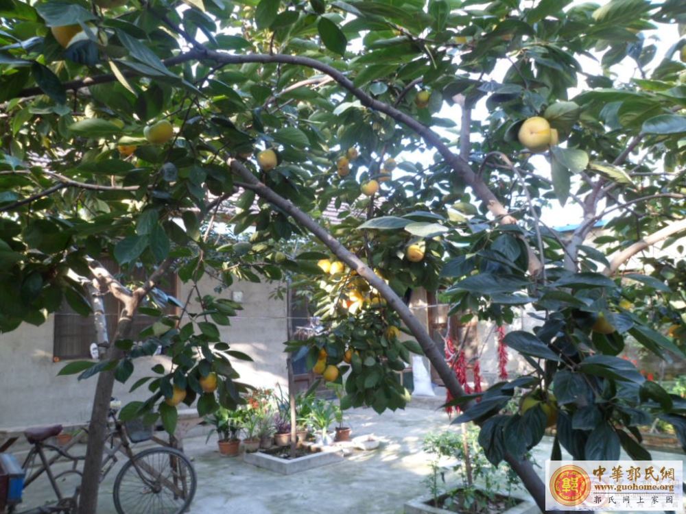 幸福庭院，硕果累累。