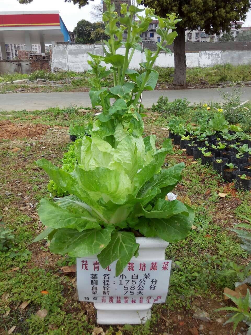 茂青无土栽培蔬菜