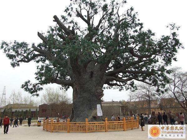 [分享]      洪洞大槐树