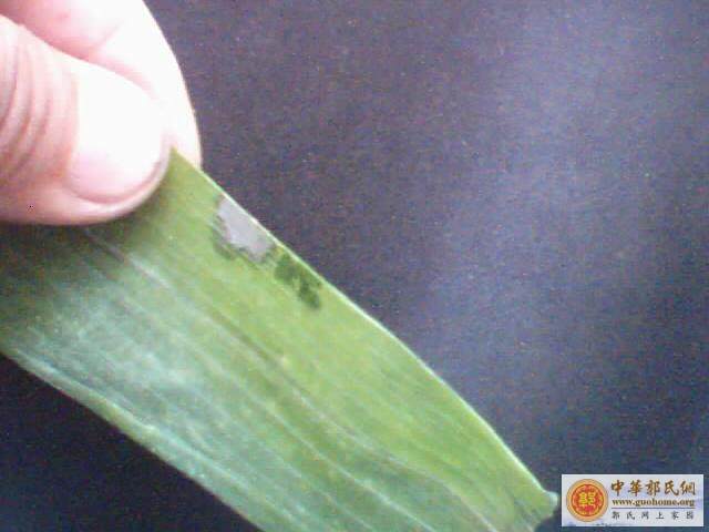 教你  小鸟叫  (原创)